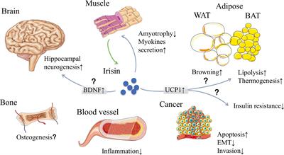 The Controversial Role of Irisin in Clinical Management of Coronary Heart Disease